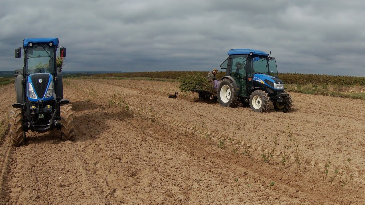 Sadzenie porzeczki 2022