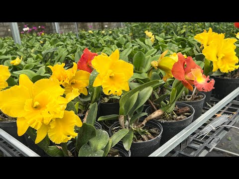 Video Lan Cattleya Đang Nụ-0834608769- LAN RỪNG LÂM ĐỒNG - youtube