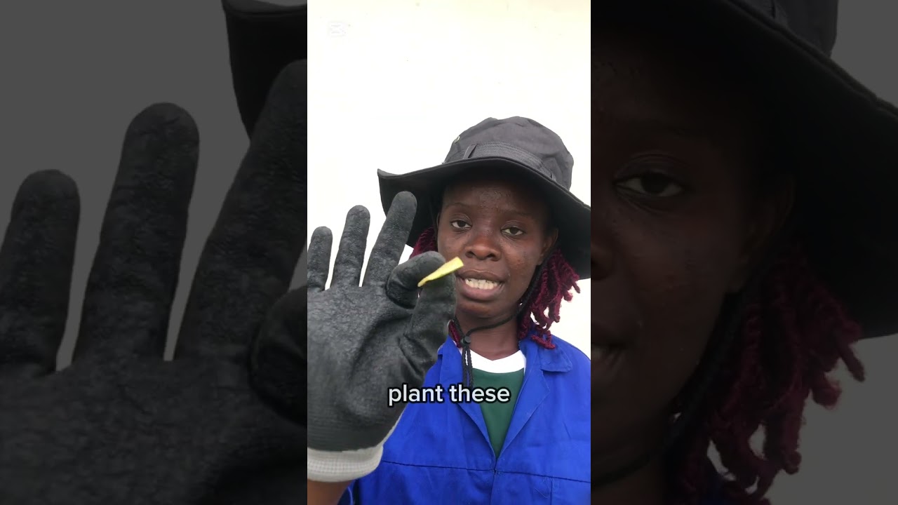 How to grow bigger potatoes 🥔🥔at home using peels