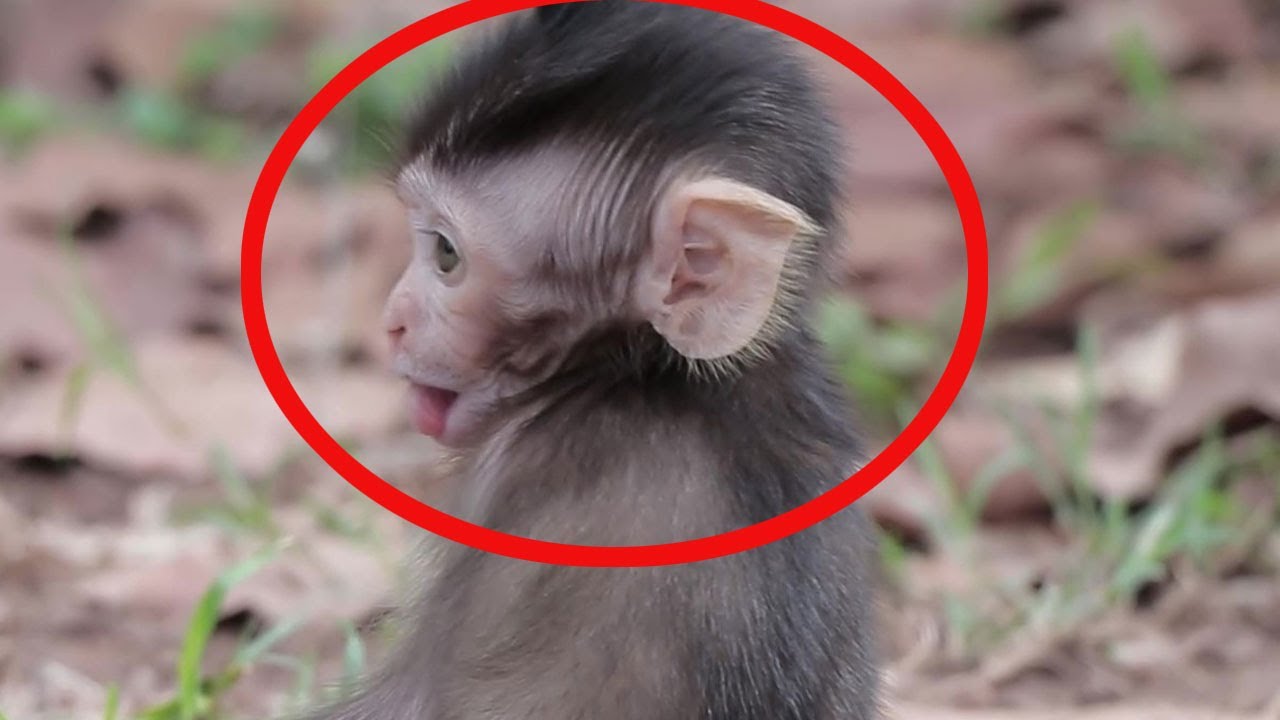 OMG! Why newborn monkey Quinton so cuties? |  Wow Daily