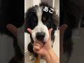 「あご！」を覚えた💡 #0歳4ヶ月 #大型犬 #バーニーズマウンテンドッグ
