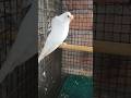 albino japanese bird #shorts #budgiesparrots #hogoromo #budgies #lovebirds #cockatiel #parrot #birds
