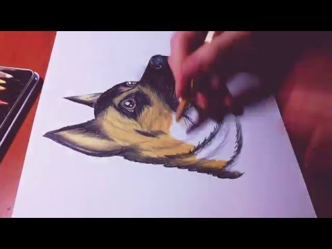 🐾Speed drawing German Shepherd 🐾
