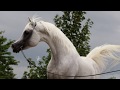 Miad Al Shaqab by Alidaar x Ansata Malaha, born 2001