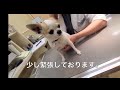 モネ狂犬病注射行ってきた