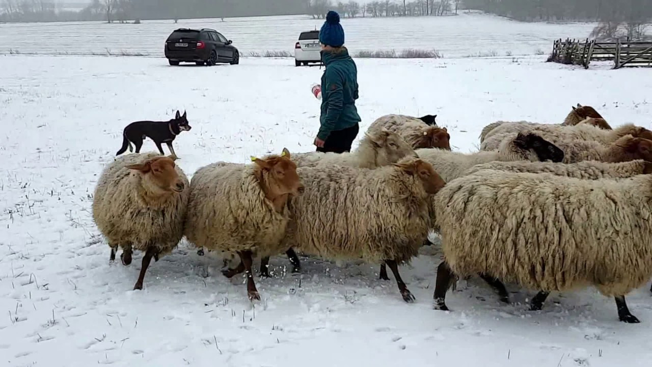 Femurkopfhalsresektion/Femurkopfresektion Hund 5 Monate danach hüten