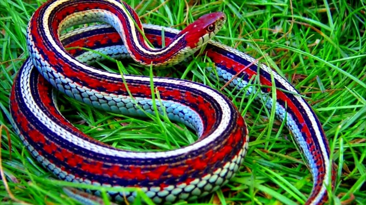 Самые красивые змей в мире. Подвязочная змея (Thamnophis sirtalis). Западная подвязочная змея (Thamnophis elegans).. Полоз Меллендорфа. Калифорнийский подвязочный уж.