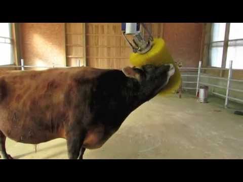 dairy-bull-scratching-himself-with-a-rotating-cattle-brush