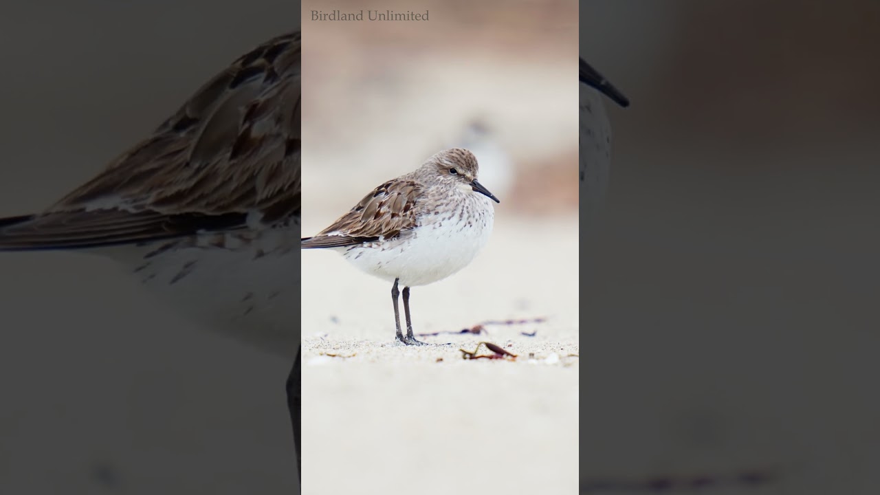 'Peep' Sandpiper Spotlight: Exploring Semipalmated, White-rumped, and Sanderling Varieties! 