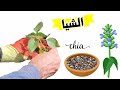 زراعة بذور الشيا من البذرة للزهرة و الاستفادة من بذرة شيا السحرية Chia