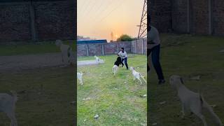 mini vlog 😆 | Araf Ashrafi | #funny #funnyreels #funnyvideos #arafashrafi