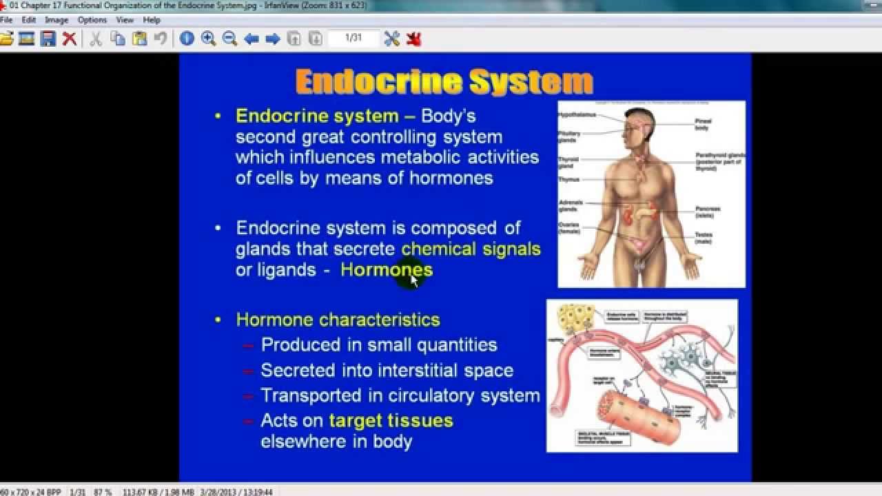 Endocrine System Hormone/Histology Video - YouTube