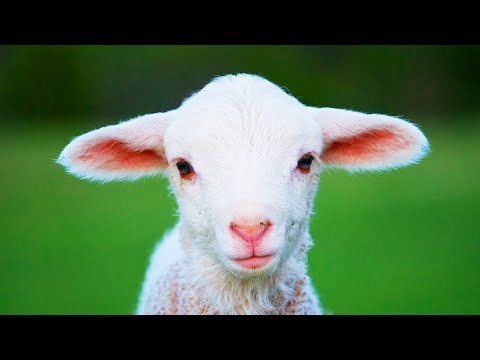 Les animaux de la ferme : Le Mouton