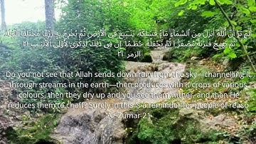الزمر الآية 21