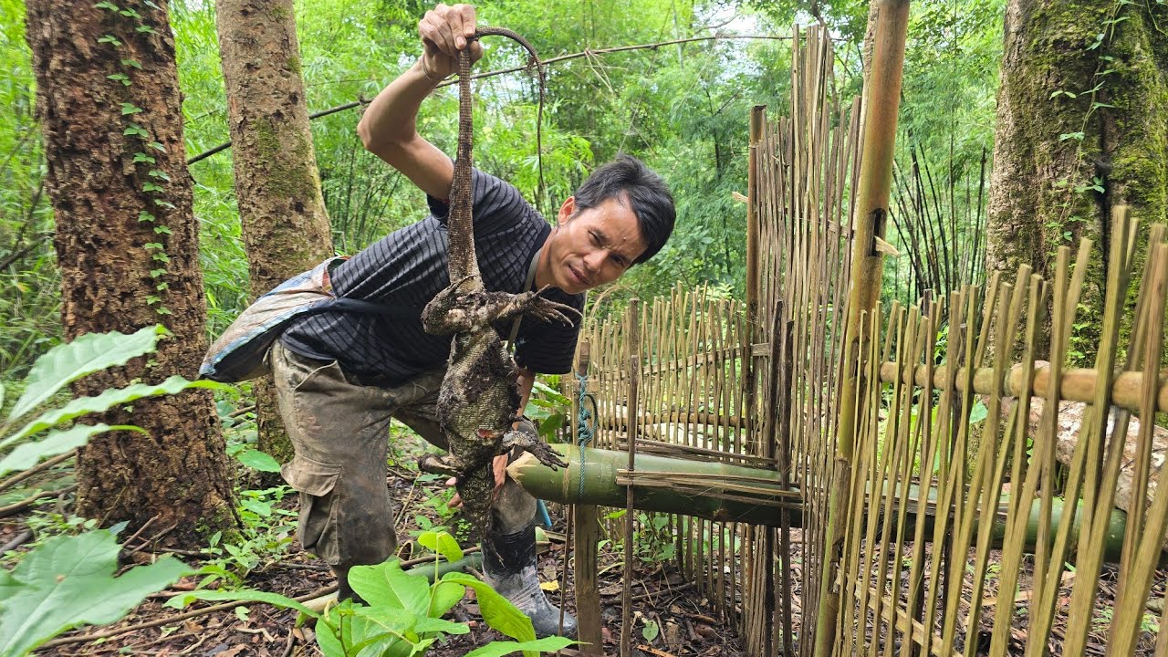 Go into the forest to look at the trap again.  21/9/2025