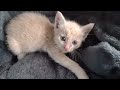 【子猫を保護】可愛い女のコの子猫を保護しました。里親募集します😺