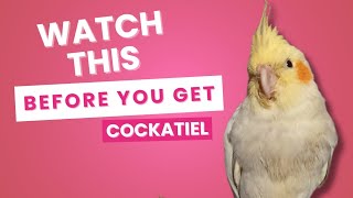 5 Things I Wish I Knew Before Getting a Cockatiel