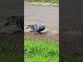 Graceful Pigeons #3,878 #shorts #pigeon #bird #birds #peaceful #youtubeshorts #kabootar #shortvideo