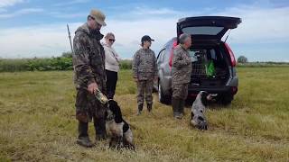 Натаска,тренировка русских охотничьих спаниелей,подготовка к испытаниям!!! Натаска,тренировка русских охотничьих спаниелей,подготовка к испытаниям!!!