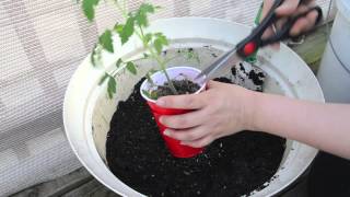 Growing tomatoes in containers: Transplanting the 2014 tomatoes