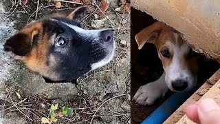 Doggo Stuck In Manhole Cover Rescued by Viral Press 3,004 views 2 years ago 3 minutes, 13 seconds