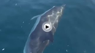 Los delfines se acercan a la playa de Mataleñas