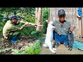 The poor husband made a trap to catch rabbits - sell rabbits to earn money to support his wife