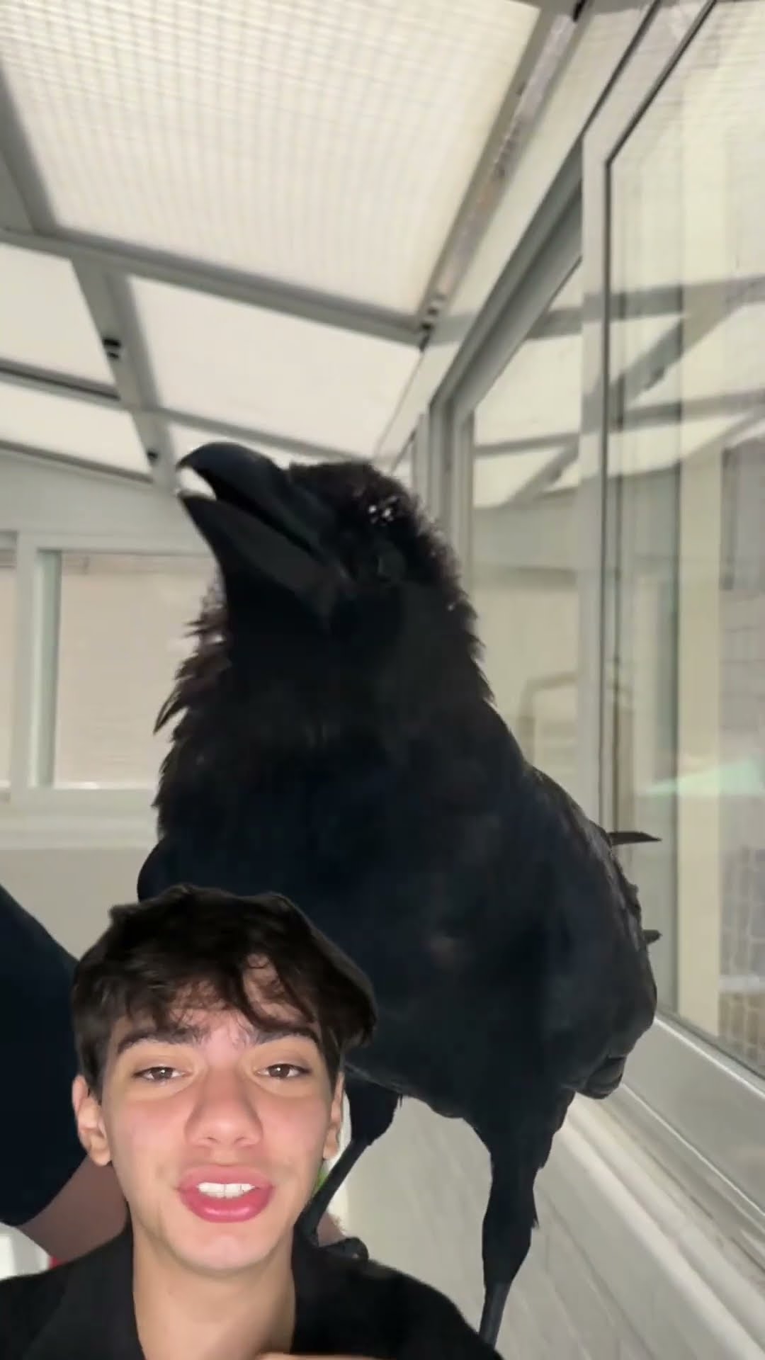 Corvos falam, imitam predadores e enganam animais! Como isso é possível? ??