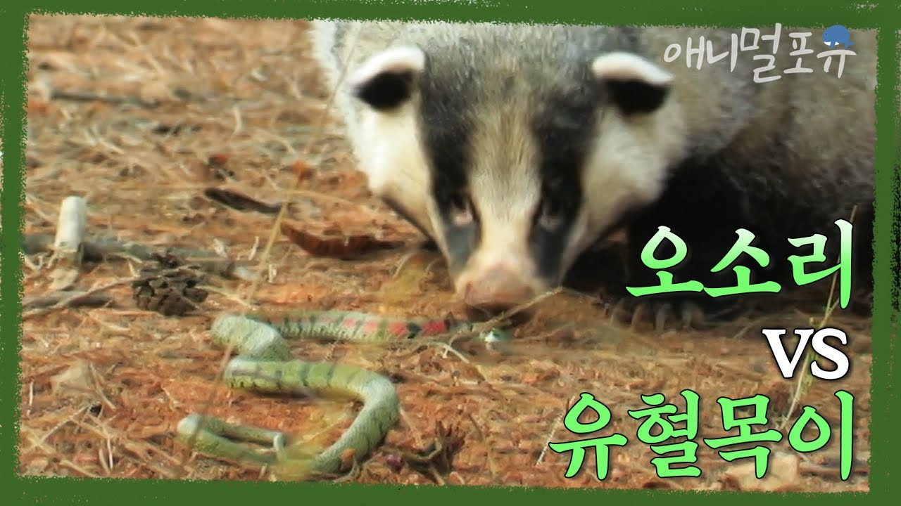 성질 사나운 오소리 vs 독사 유혈목이, 과연 승자는? | KBS 환경스페셜 060524 방송 - YouTube
