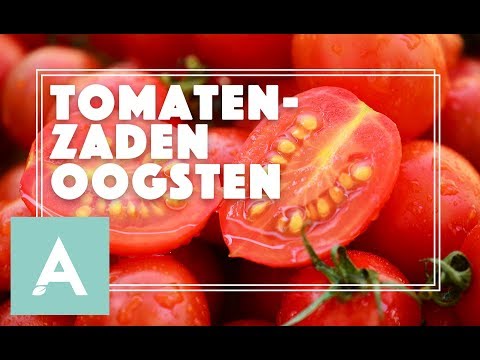 Video: Tomatenzaden Koken Om Te Zaaien