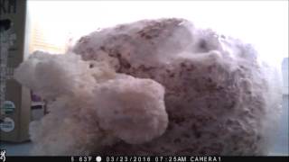 Lions Mane Time Lapse