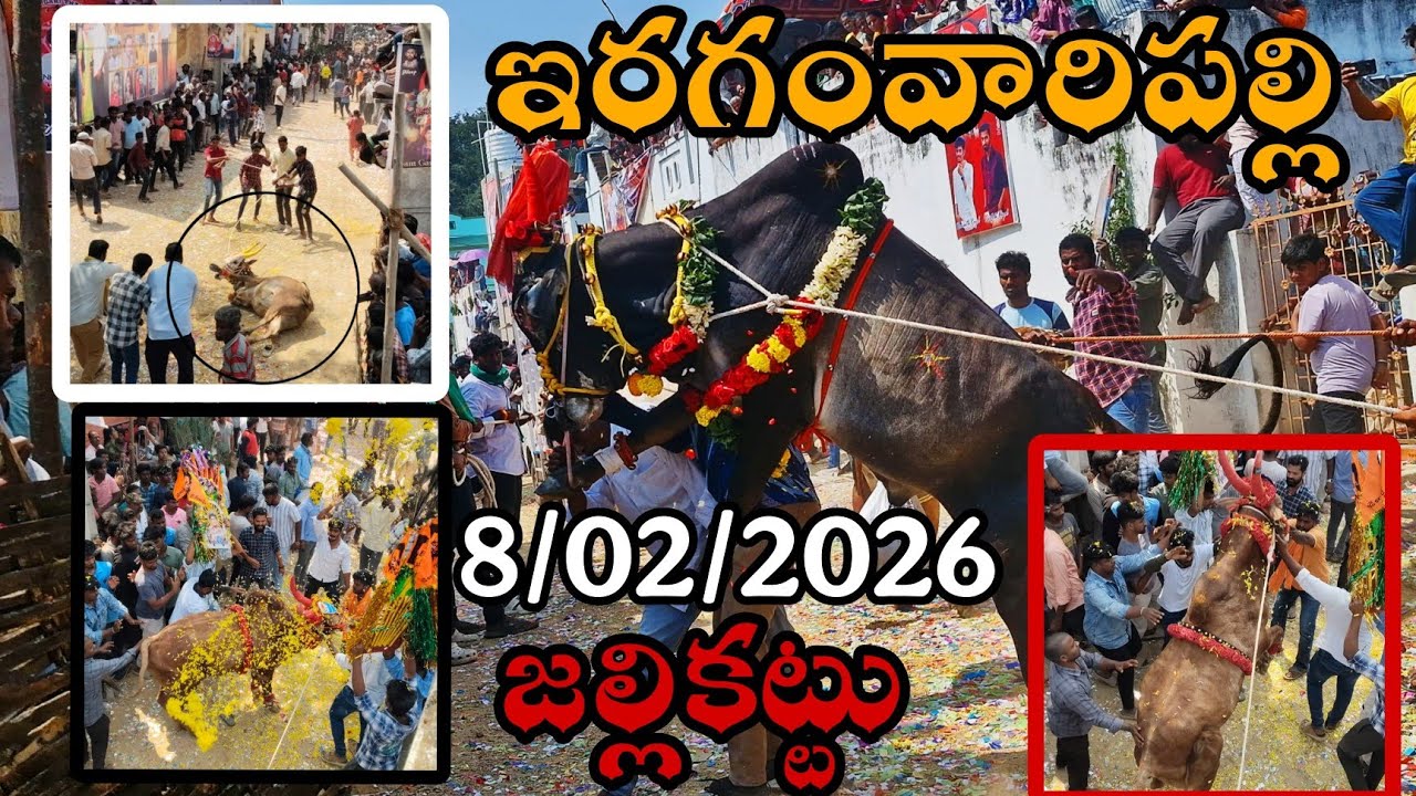 Eragamvaripalli jallikatu |ఇరగంవారిపల్లి జల్లికట్టు 🐂 💥💥|chittoor jallikatu💥🔥🔥