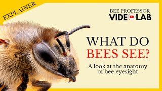 What Do Bees See? Unlocking The Secrets Of Bee Vision