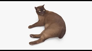 Abyssinian Cat Lying 3D Model
