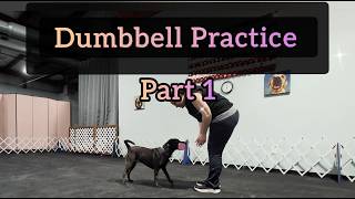 Open Obedience Retrieve Training (Part 1)  Dumbbell Foundations