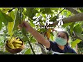 醃漬文化 — 青芒果做芒果青！情人果 ｜Homemade  ｜ countryside life ｜Pickled Green Mango 【刻夢kedream】