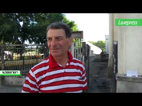 ამომრჩეველი