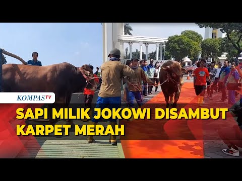 Sapi Kurban Presiden Jokowi Disambut Karpet Merah di Masjid Al Akbar