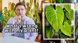 Download Lagu SPG PLANT CLINIC - free plant advice for my subscribers #2 Download Lagu SPG PLANT CLINIC - free plant advice for my subscribers #2