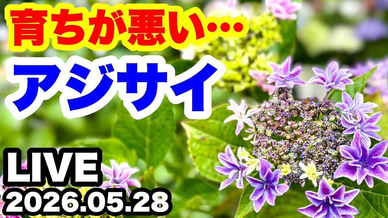 ◇Hydrangeas that won't grow: [Make the pot smaller!] 🪴 - YouTube