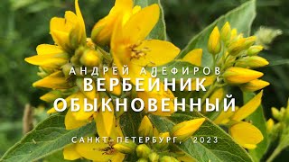 Вербейник обыкновенный. Алефиров А.Н.