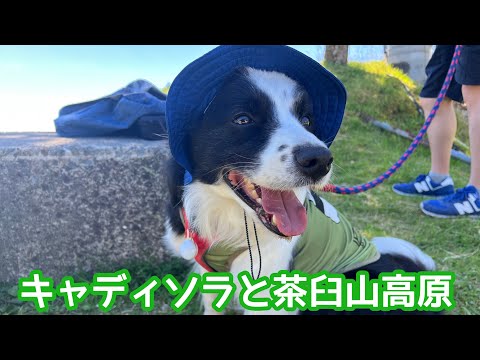 愛犬と猛暑から逃れるため茶臼山高原へ #ボーダーコリー #bordercollie #茶臼山