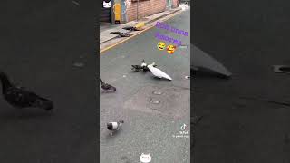 𝙻𝚘𝚛𝚘𝚜 𝚐𝚛𝚊𝚌𝚒𝚘𝚜𝚘𝚜 𝚢 𝚊𝚍𝚘𝚛𝚊𝚋𝚕𝚎𝚜