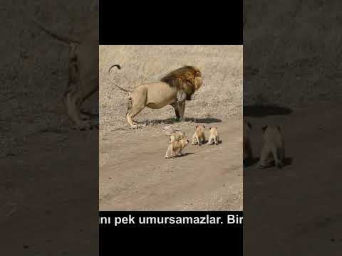Ufaklıkları sepetlemeye çalışan