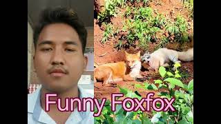 Funny Foxfox