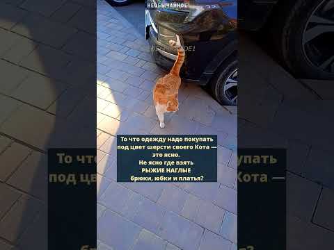 Народная мудрость #кошки #котики #кот #животные #cat