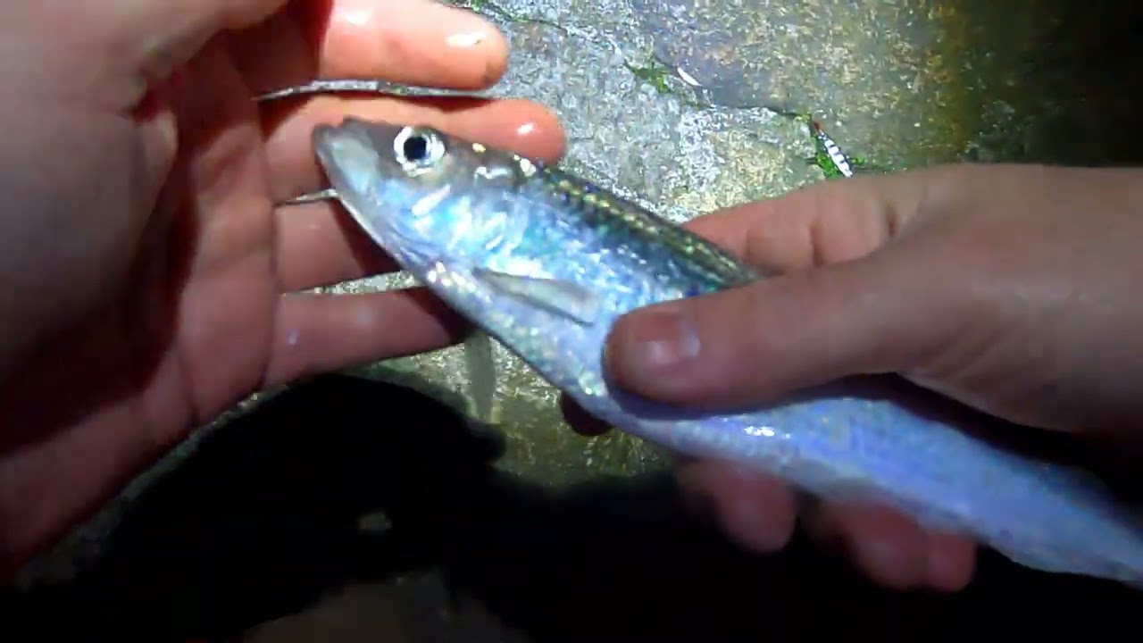 Caching Herring on my local pier, Dublin Ireland