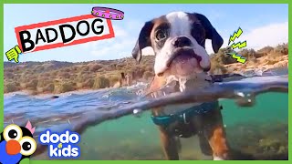 Grumpy Dog Took Our Socks And Towels…But Why??? | Dodo Kids | Bad Boys & Girls