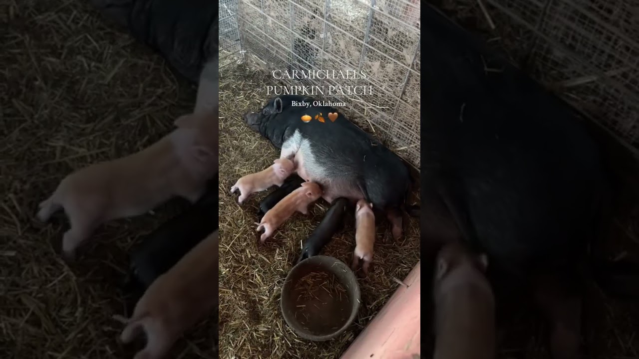 Top 5 Pumpkin Patches Near Tulsa Oklahoma | Family Fall Fun, Hayrides & Corn Mazes in Tulsa