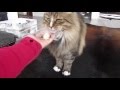 Pickup by maine coon cat pitko